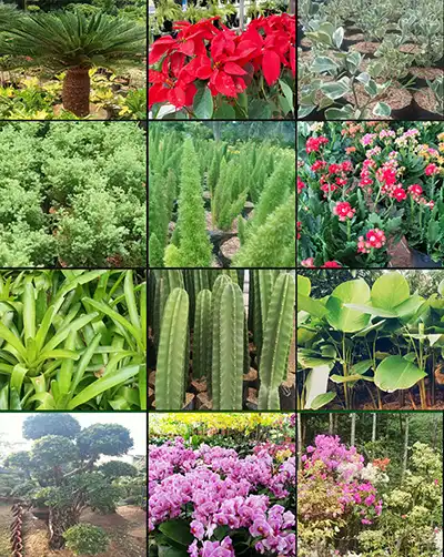jual tanaman hias