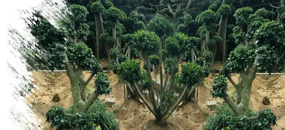 jasa pembuatan taman