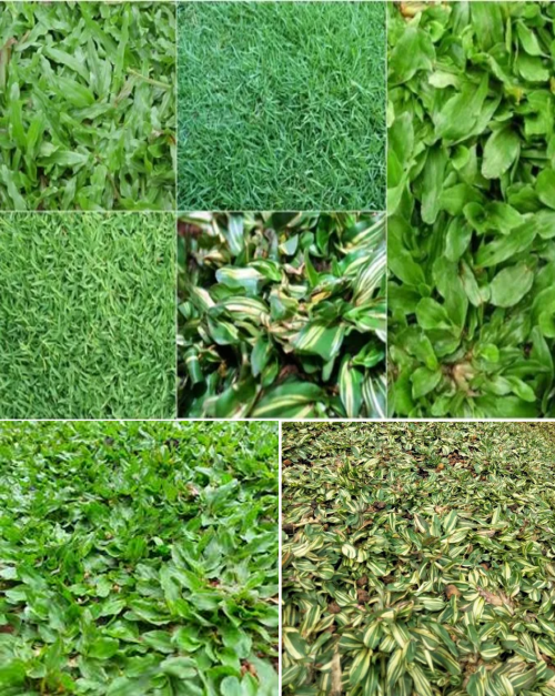 jual rumput hias